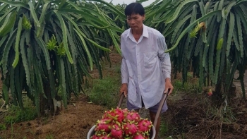 Chưa kịp vui vì giá tăng, đến kỳ thu hoạch rộ thanh long ở Tiền Giang lao dốc chỉ còn 2.000 đồng/kg