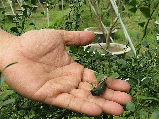 Chanh ngón tay (còn gọi là chanh trứng cá) 