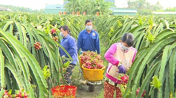 Người trồng thanh long luôn phải đối mặt với cảnh giá cả bấp bênh.