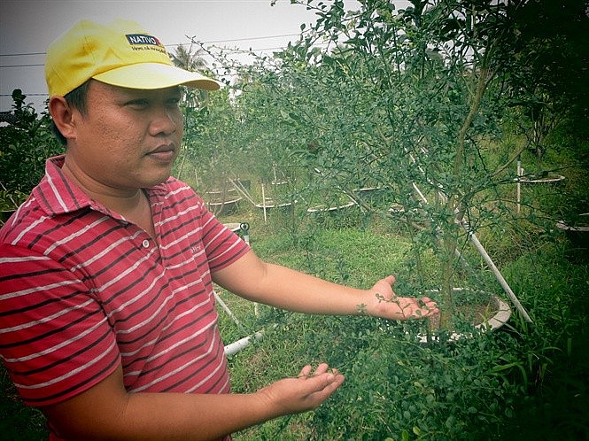Ông Đào Duy Anh giới thiệu cây chanh ngón tay đang cho trái