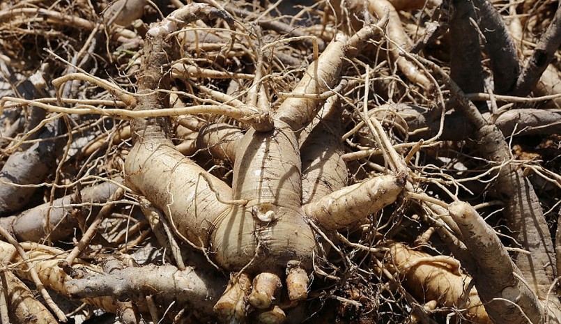 Sâm Bố Chính tươi loại 4 củ một kg bán giá 110.000 đồng một kg.