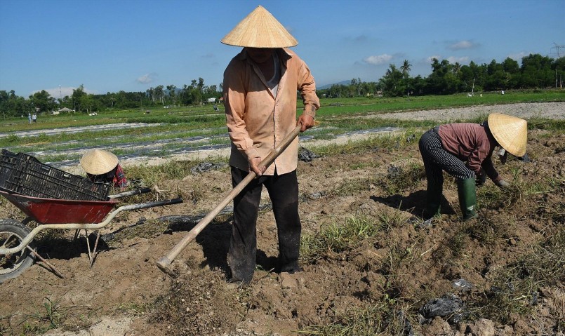 Trồng sâm Bố Chính sau 6 tháng đã cho thu hoạch.