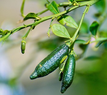 Trồng cây đặc sản quả bé như ngón tay, bổ ra cơ man nào là “trứng cá”, chỉ bán cây giống cũng thu 70 triệu đồng/tháng