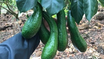 Mít ruột đỏ, bơ 034 giá rẻ bèo, “đào tiên” Trung Quốc giá cao vẫn đắt hàng