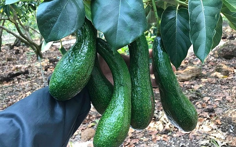 Bơ 034 đang được bán tại TP HCM chỉ với mức giá từ 25.000 - 40.000 đồng/kg