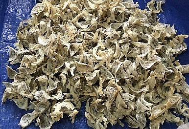 Mỗi tháng gia đình chị thu hoạch 2 lần, tổng cộng hơn 20 kg yến.