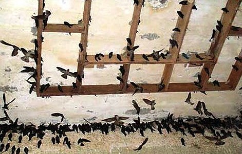 Khu nuôi chim yến của gia đình chị Tuất.