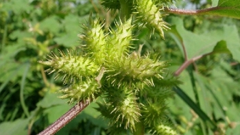 Tác dụng của cây ké đầu ngựa