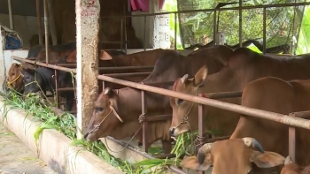 Người dân đất Tổ với bí quyết nuôi trâu béo tròn, bò khổng lồ thu 600 triệu đồng/năm