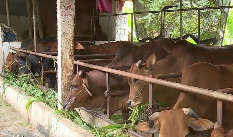 Mô hình nuôi trâu, bò vỗ béo chọn giống chất lượng cao đang phát triển ở xã Ngô Xá. Mô hình nuôi trâu, bò vỗ béo chọn giống chất lượng cao đang phát triển ở xã Ngô Xá.