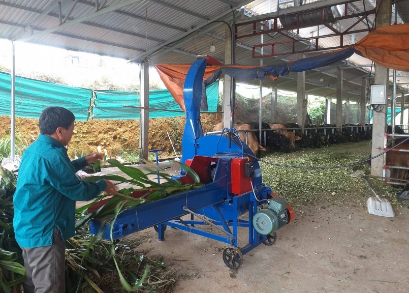 Từ chăn nuôi trâu bò vỗ béo, gia đình ông Nguyễn Văn Bảng thu lợi nhuận 600 triệu đồng/năm. Từ chăn nuôi trâu bò vỗ béo, gia đình ông Nguyễn Văn Bảng thu lợi nhuận 600 triệu đồng/năm.