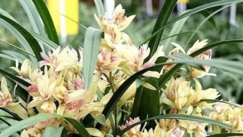 Loài hoa lan không chỉ đẹp lại có hương thơm được ví như “sự biến đổi của cánh bướm”