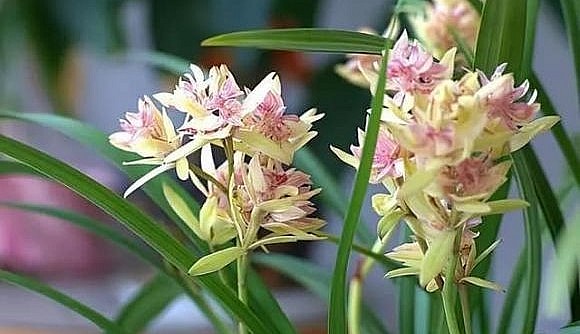 Hoa địa lan kiếm có hương thơm quyến rũ.