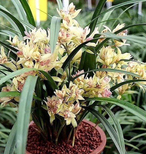 Địa lan kiếm tứ thời thuộc chi lan kiếm quý và được nhiều người yêu thích.