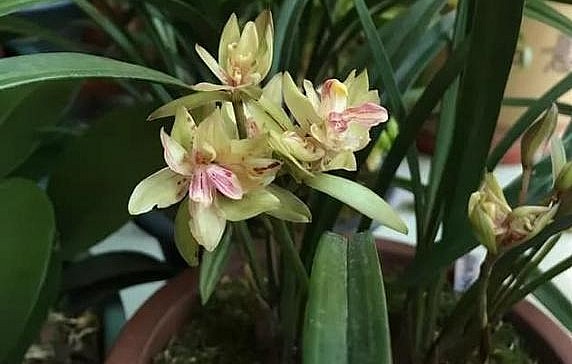 Địa lan tứ thời là loại lan khá dễ trồng và chăm sóc. 