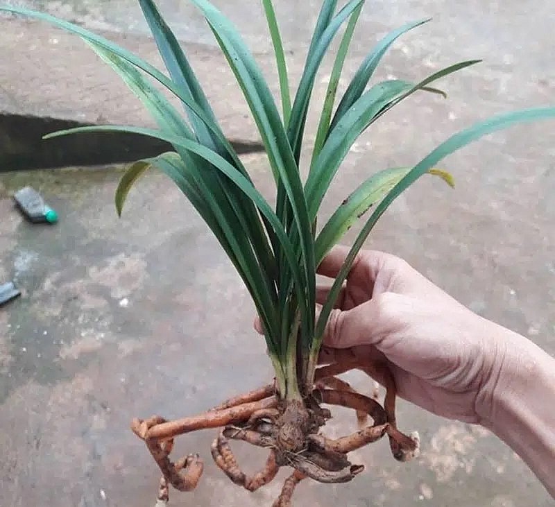 Nhiều người đi sưu tầm giống địa lan kiếm tứ thời trong tự nhiên về trồng.