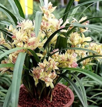 Loài hoa lan không chỉ đẹp lại có hương thơm được ví như “sự biến đổi của cánh bướm”