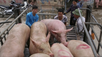 Giá heo hơi hôm nay 04/7: Tăng lập đỉnh 66.000 đồng/kg, triệu hộ nuôi heo thoát lỗ cơ hội để tái đàn gỡ vốn