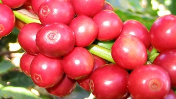 Giá nông sản hôm nay 04/7: Cà phê bật tăng mạnh lên mốc 65.500 đồng, hồ tiêu chưa thể vượt 70.000 đồng/kg