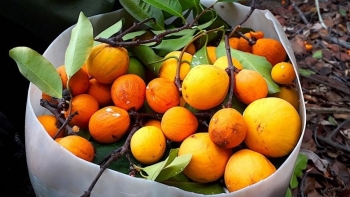 Trái rừng tên nghe lạ lẫm nhưng là đặc sản vùng cao, 210.000 đồng/kg có tiền cũng khó mua