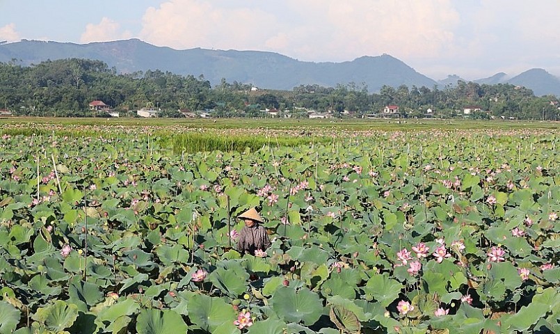 Đầm sen rộng hơn 7ha ở TDP 15, thị trấn Thạch Hà bước vào chính vụ thu hoạch gương sen.