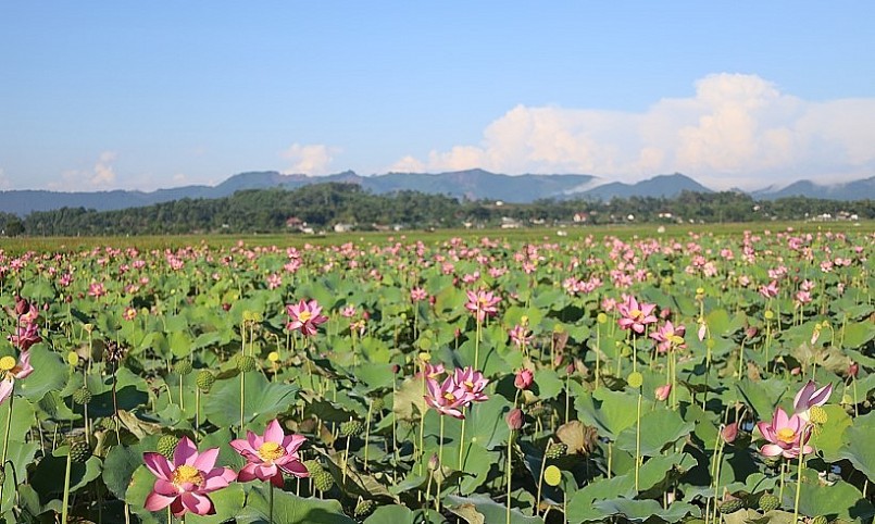 Khoảng gần chục năm trở lại đây, người dân đã tận dụng các ao hồ, đầm lầy hoang hóa chuyển sang trồng sen.