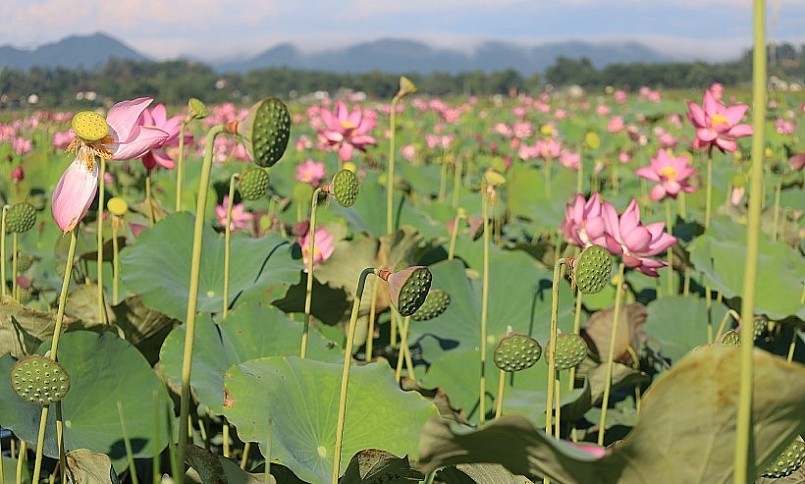 Mỗi bông hoa sen từ lúc nở cho đến lúc thành gương già có thể lấy hạt, thời gian kéo dài khoảng 1 tháng.