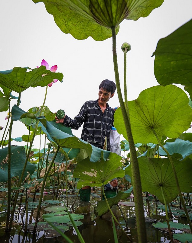 Trung bình mỗi ngày mỗi hộ thu hoạch 10-15 kg hạt sen, thu về 500.000 đồng.