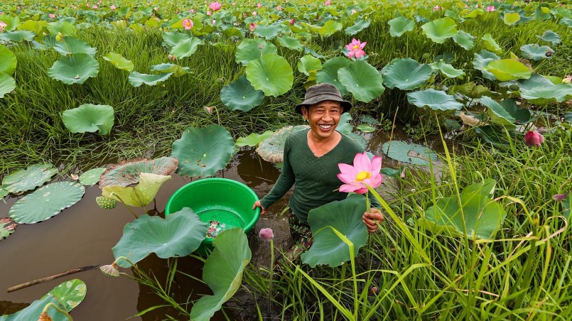 Đầm sen đẹp nhất thị trấn Thạch Hà bước vào thời điểm hoa nở rộ, người dân phấn khởi vì bội thu.