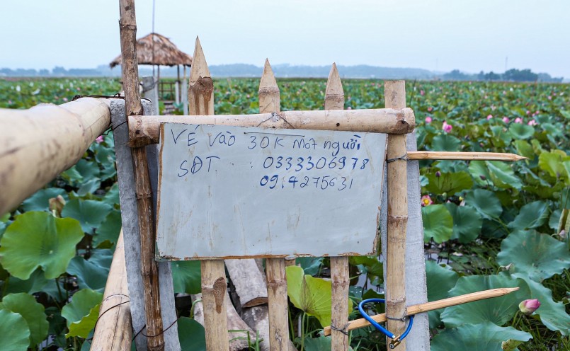 Vừa thu hạt, nhiều dịch vụ khác cũng được người dân triển khai kèm theo khi mùa hoa sen trổ bông.