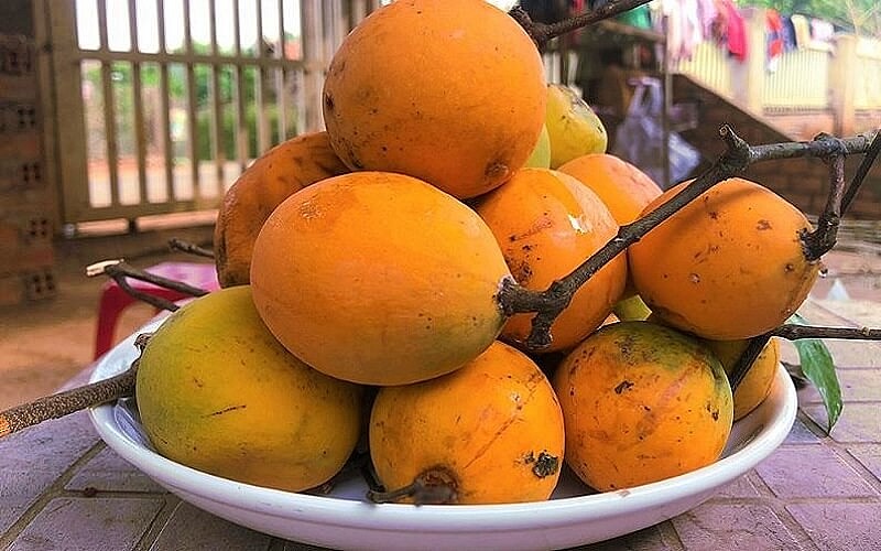 Trái gùi là loại thực vật có dây leo hóa gỗ mọc hoang dại