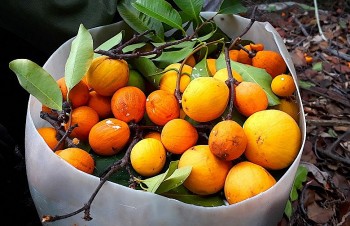 Trái rừng tên nghe lạ lẫm nhưng là đặc sản vùng cao, 210.000 đồng/kg có tiền cũng khó mua