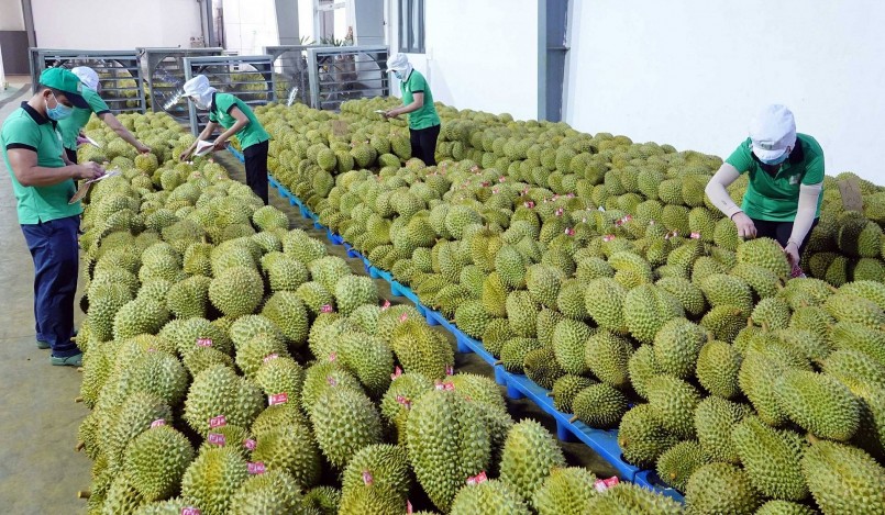 Dù mới được xuất khẩu chính ngạch sang Trung Quốc từ tháng 8/2022 nhưng sầu riêng Việt Nam đã tạo áp lực cạnh tranh lớn.