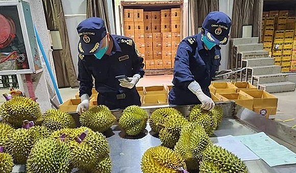 Hải quan kiểm tra sầu riêng Thái Lan khi xuất qua Trung Quốc.