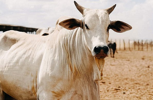 Bò Viatina-19 FIV Mara Imóveis đạt giá trị kỷ lục. Bò Viatina-19 FIV Mara Imóveis đạt giá trị kỷ lục.