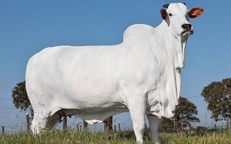 Bò giống Nelore được mệnh danh là đắt nhất thế giới. Bò giống Nelore được mệnh danh là đắt nhất thế giới.