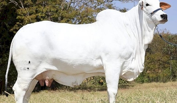 Bò Nelore là một giống bò đặc trưng bởi bộ lông trắng sáng, với một cái bướu lớn khác biệt trên vai. Bò Nelore là một giống bò đặc trưng bởi bộ lông trắng sáng, với một cái bướu lớn khác biệt trên vai.