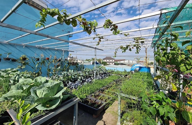 Chị Tươi còn làm thêm giàn để trồng nho, bầu, mướp,... vừa tận dụng diện tích, vừa có nguồn rau trái đa dạng.