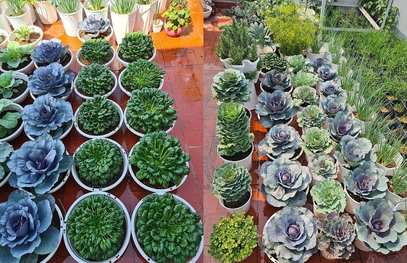 Ngoài các loại rau truyền thống như cải xanh, cải ngọt, bắp cải, su hào,... chị Tươi còn thử sức với nhiều giống lạ, giàu dinh dưỡng, có hình dáng đẹp như những bông hoa. 