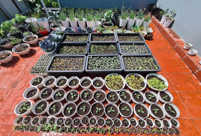 Cẩn thận tỉ mỉ từ chọn giống cho tới đất trồng, phân bón.