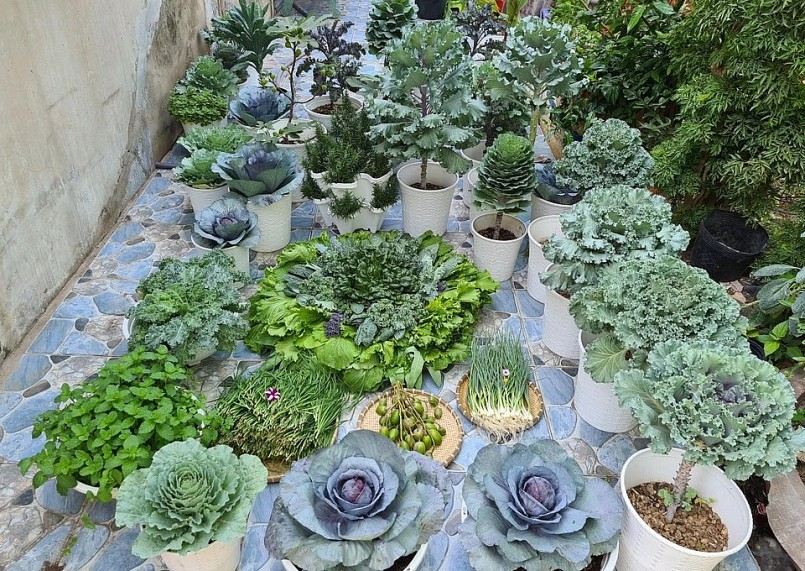 Mùa nào thức ấy, chị trồng rau theo mùa, đồng thời chú ý chăm sóc hợp lý. Nhờ thế mà vườn luôn xanh tốt, cho thu hoạch thường xuyên.