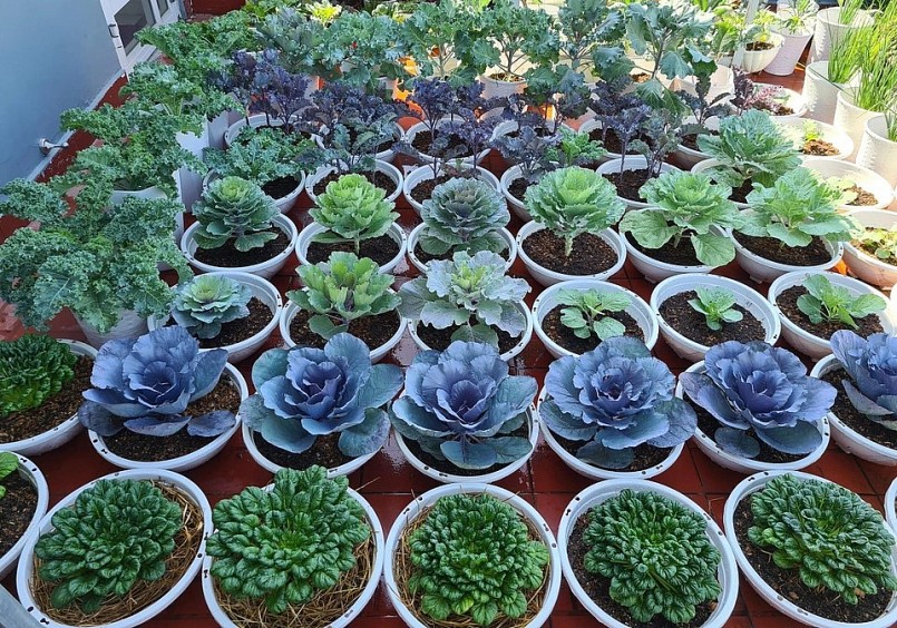 Vườn rau trên sân thượng không chỉ cung cấp rau xanh mà còn tạo nên vẻ đẹp tự nhiên, lãng mạn.