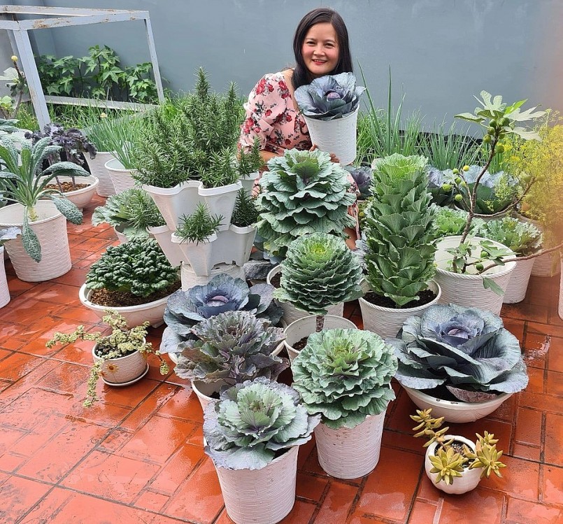 Những chậu rau giống lạ có hình dáng đẹp mắt, màu sắc sặc sỡ như những bông hoa được chị trưng bày trước nhà, khiến khách đến chơi đều thấy thích thú, tấm tắc khen.