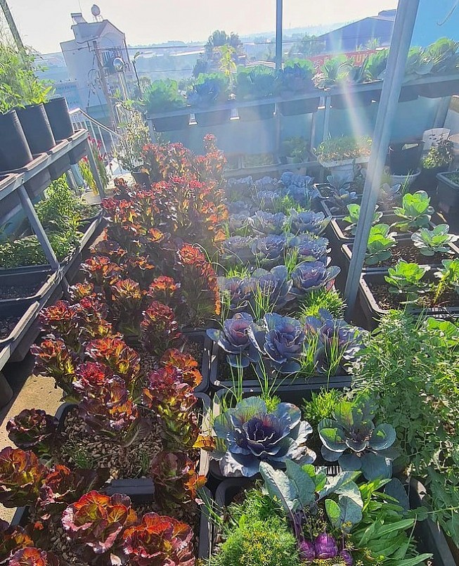 Ở nơi nắng nóng quanh năm nhưng vườn rau vẫn bốn mùa xanh ngát.