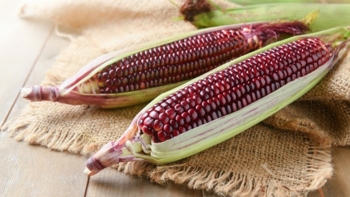 Loại ngô “lạ” toàn thân màu tím, có thể ăn sống, dân buôn bán 100 bắp mỗi ngày