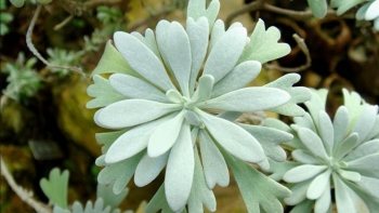 Tác dụng hữu ích của cây cúc mốc