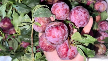 Mận hậu đang chín đỏ, ngọt lịm, chuyên gia dinh dưỡng khuyên nên ăn tối đa 10 quả một ngày