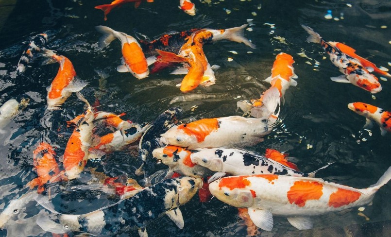 Nguyên nhân dẫn tới cá Koi bị mắc bệnh là do ô nhiễm nguồn nước.