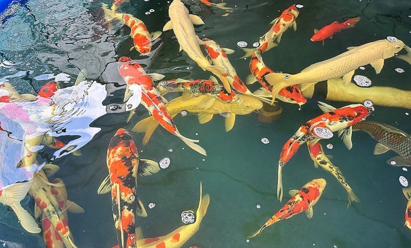 Một sai lầm mà người chơi cá Koi hay gặp phải đó là cho cá ăn quá nhiều.