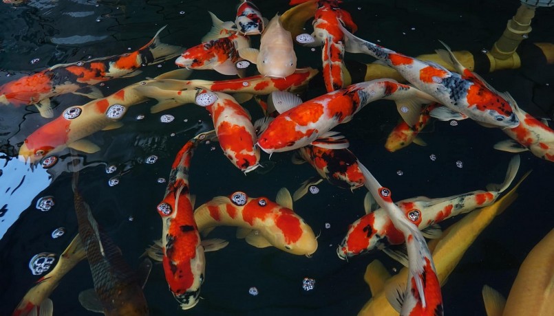 Nuôi cá chép Koi muốn thành công phải nắm được bí quyết phòng bệnh.